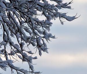 Превью обои ветки, снег, зима, природа, макро