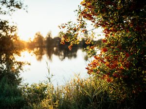 Превью обои ветки, трава, река, солнечный свет, природа