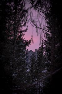 Превью обои ветки, зима, небо, вид