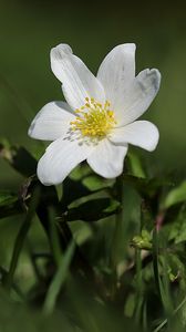 Превью обои ветреница, цветок, лепестки, растение, трава