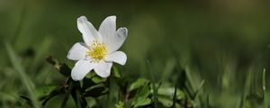 Превью обои ветреница, цветок, лепестки, растение, трава
