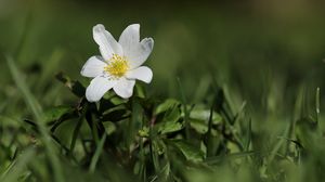 Превью обои ветреница, цветок, лепестки, растение, трава