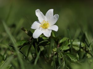 Превью обои ветреница, цветок, лепестки, растение, трава