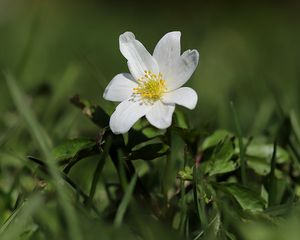 Превью обои ветреница, цветок, лепестки, растение, трава