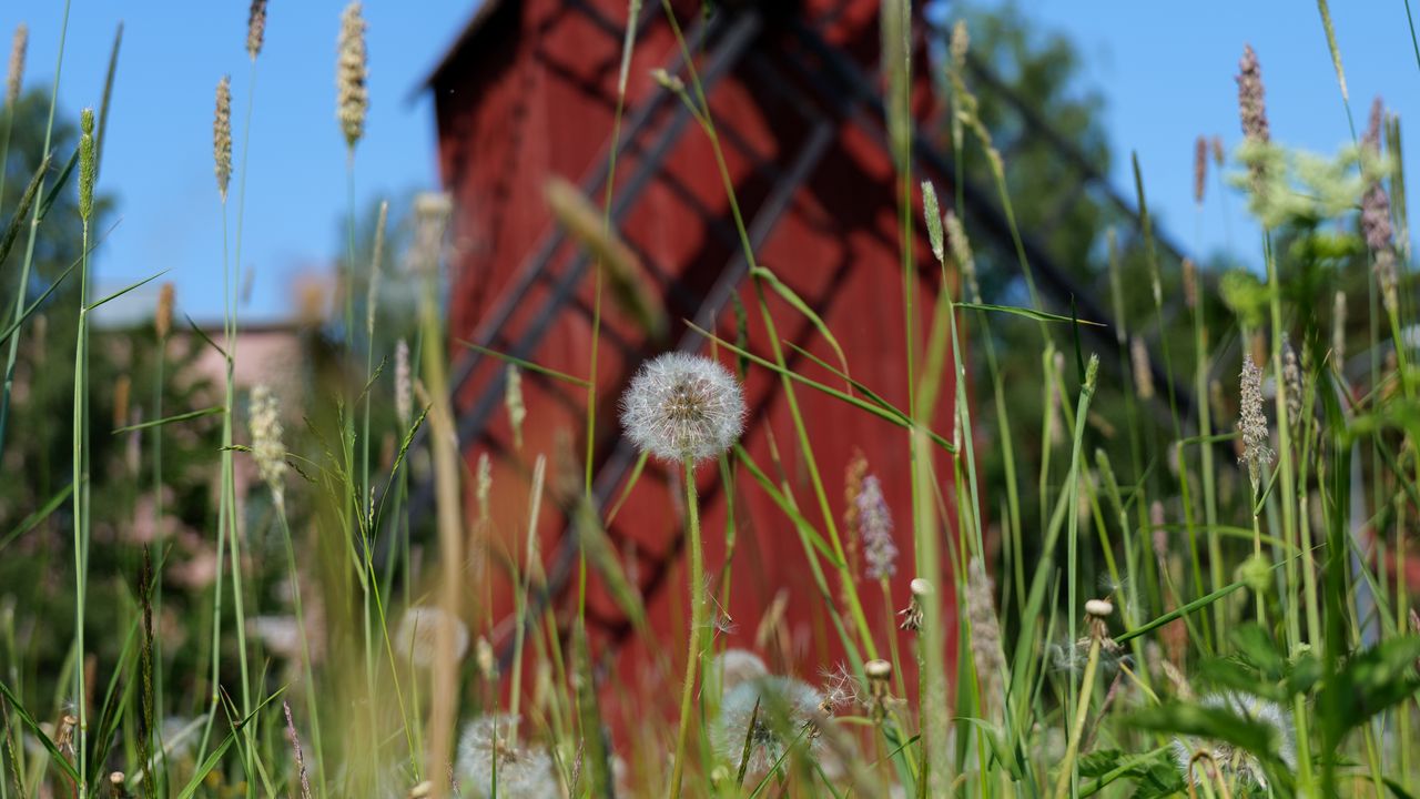 Обои ветряная мельница, одуванчики, цветы, пух, трава