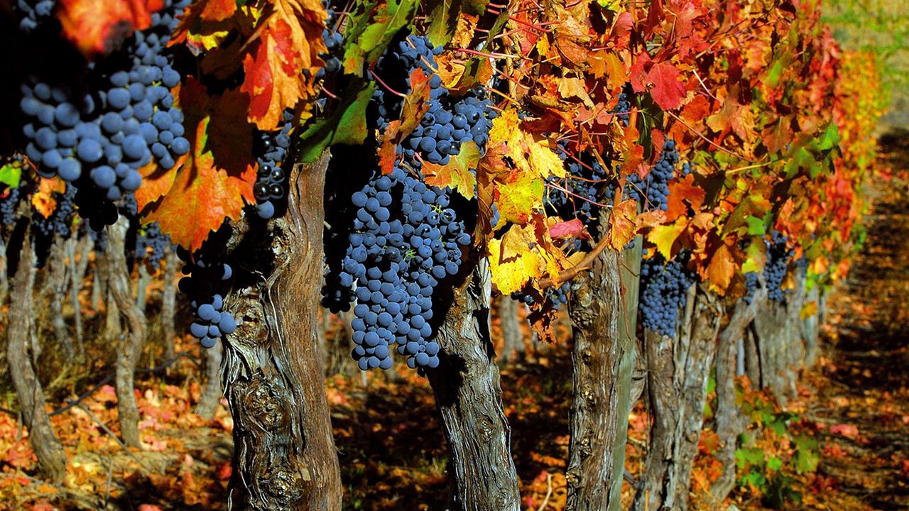Обои виноград, деревья, урожай, осень, грозди, листья, фрукты