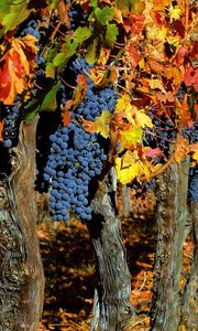 Превью обои виноград, деревья, урожай, осень, грозди, листья, фрукты