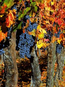 Превью обои виноград, деревья, урожай, осень, грозди, листья, фрукты