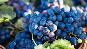 Превью обои виноград, фрукт, лоза, листья, корзина