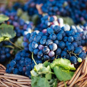 Превью обои виноград, фрукт, лоза, листья, корзина