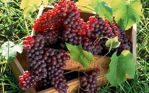 Превью обои виноград, фрукты, ящики, грозди