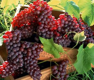 Превью обои виноград, фрукты, ящики, грозди