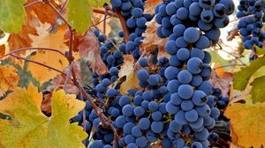 Превью обои виноград, фрукты, осень, лоза, урожай, грозди, листья