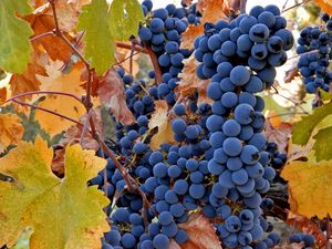 Превью обои виноград, фрукты, осень, лоза, урожай, грозди, листья