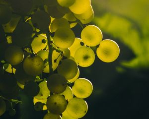 Превью обои виноград, гроздь, ягоды, зеленый