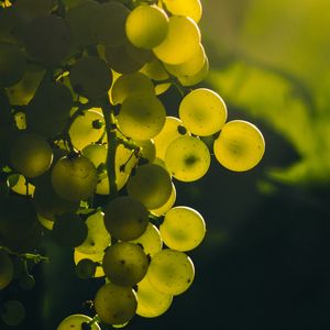 Превью обои виноград, гроздь, ягоды, зеленый