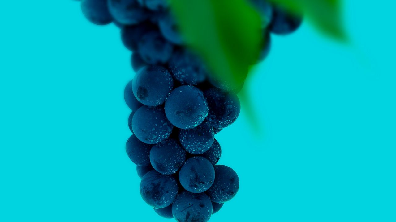 Обои виноград, гроздь, ягоды, макро, мокрый