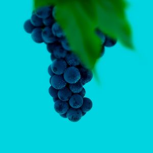Превью обои виноград, гроздь, ягоды, макро, мокрый