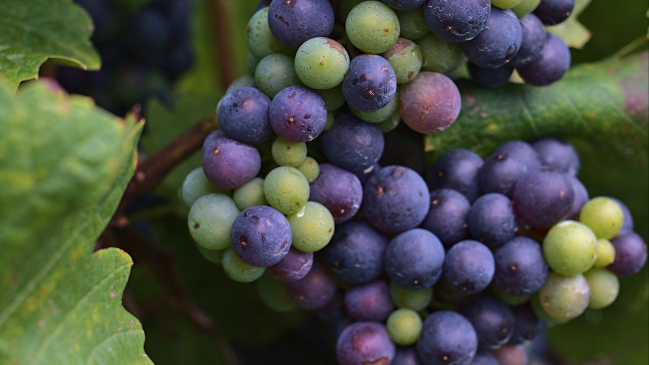 Обои виноград, гроздь, ягоды, синий, зеленый