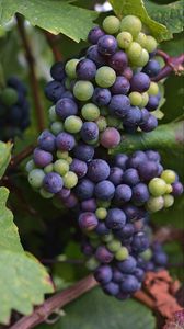 Превью обои виноград, гроздь, ягоды, синий, зеленый