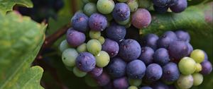 Превью обои виноград, гроздь, ягоды, синий, зеленый