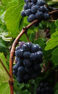 Превью обои виноград, гроздь, ягоды, капли, макро