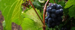 Превью обои виноград, гроздь, ягоды, капли, макро
