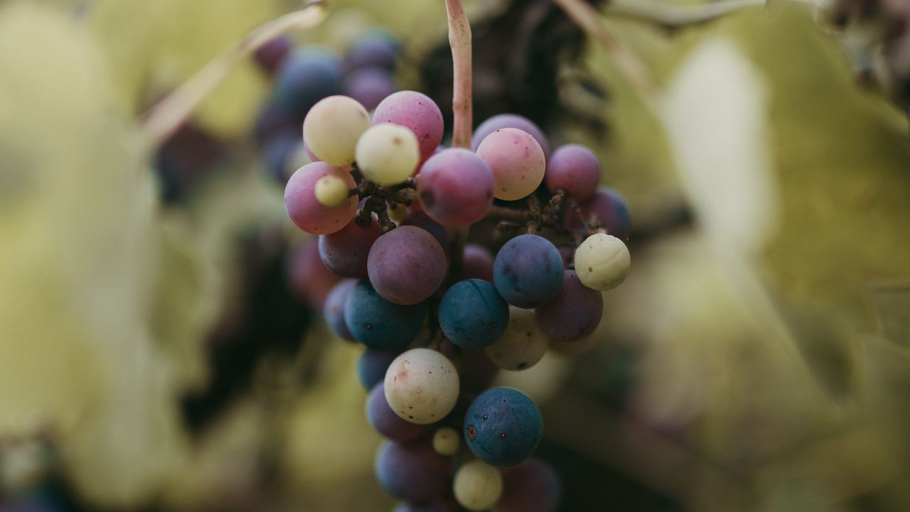 Обои виноград, гроздь, ягоды, ветка, макро