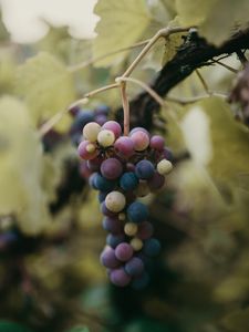 Превью обои виноград, гроздь, ягоды, ветка, макро