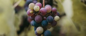 Превью обои виноград, гроздь, ягоды, ветка, макро