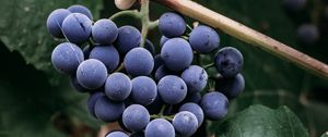 Превью обои виноград, гроздь, ягоды, макро
