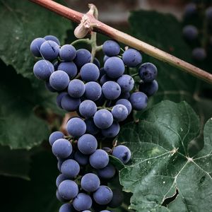 Превью обои виноград, гроздь, ягоды, макро