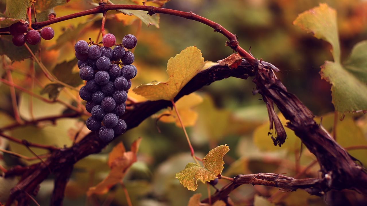 Обои виноград, гроздь, мокрый, осень