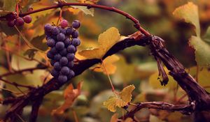 Превью обои виноград, гроздь, мокрый, осень