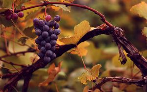 Превью обои виноград, гроздь, мокрый, осень