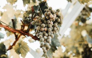 Превью обои виноград, гроздь, спелый, лоза, листья