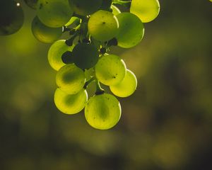 Превью обои виноград, гроздь, зеленый, размытость, блики
