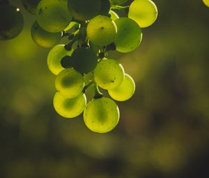 Превью обои виноград, гроздь, зеленый, размытость, блики