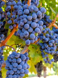 Превью обои виноград, грозди, ветки, листья, макро