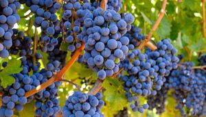 Превью обои виноград, грозди, ветки, листья, макро