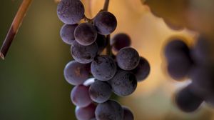 Превью обои виноград, гроздья, фрукты, размытие, макро