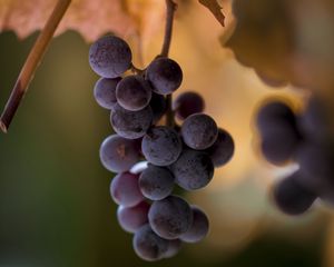 Превью обои виноград, гроздья, фрукты, размытие, макро
