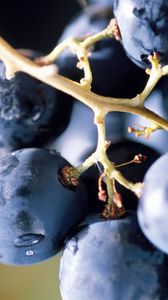 Превью обои виноград, ягода, еда, гроздь, синий