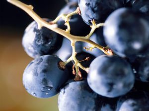 Превью обои виноград, ягода, еда, гроздь, синий