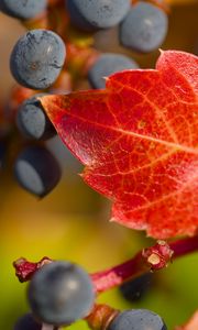 Превью обои виноград, ягоды, лист, осень, макро