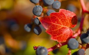 Превью обои виноград, ягоды, лист, осень, макро
