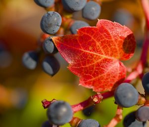 Превью обои виноград, ягоды, лист, осень, макро