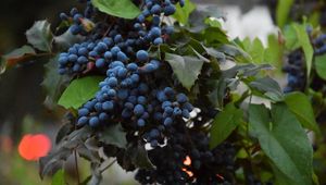 Превью обои виноград, ягоды, лоза, ветка, листья