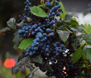 Превью обои виноград, ягоды, лоза, ветка, листья
