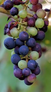 Превью обои виноград, ягоды, ветка, лоза
